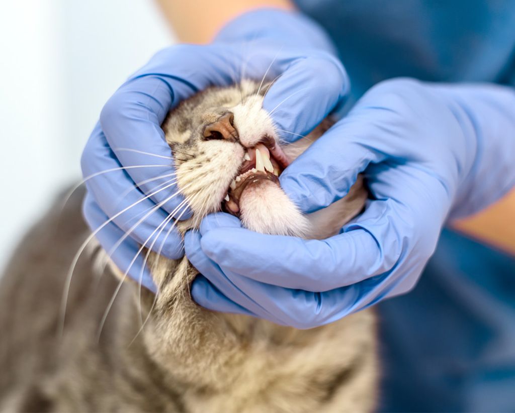 - stomatolog weterynaryjny Lębork; - stomatologia weterynaryjna Lębork; - leczenie zębów Lębork; - stomatolog weterynaryjny województwo Pomorskie; - stomatologia weterynaryjna Pomorskie; - czyszczenie zębów Lębork;